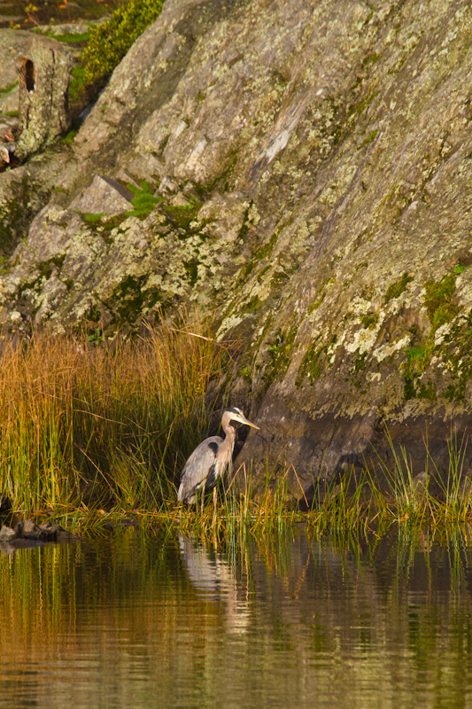 Great Blue Heron